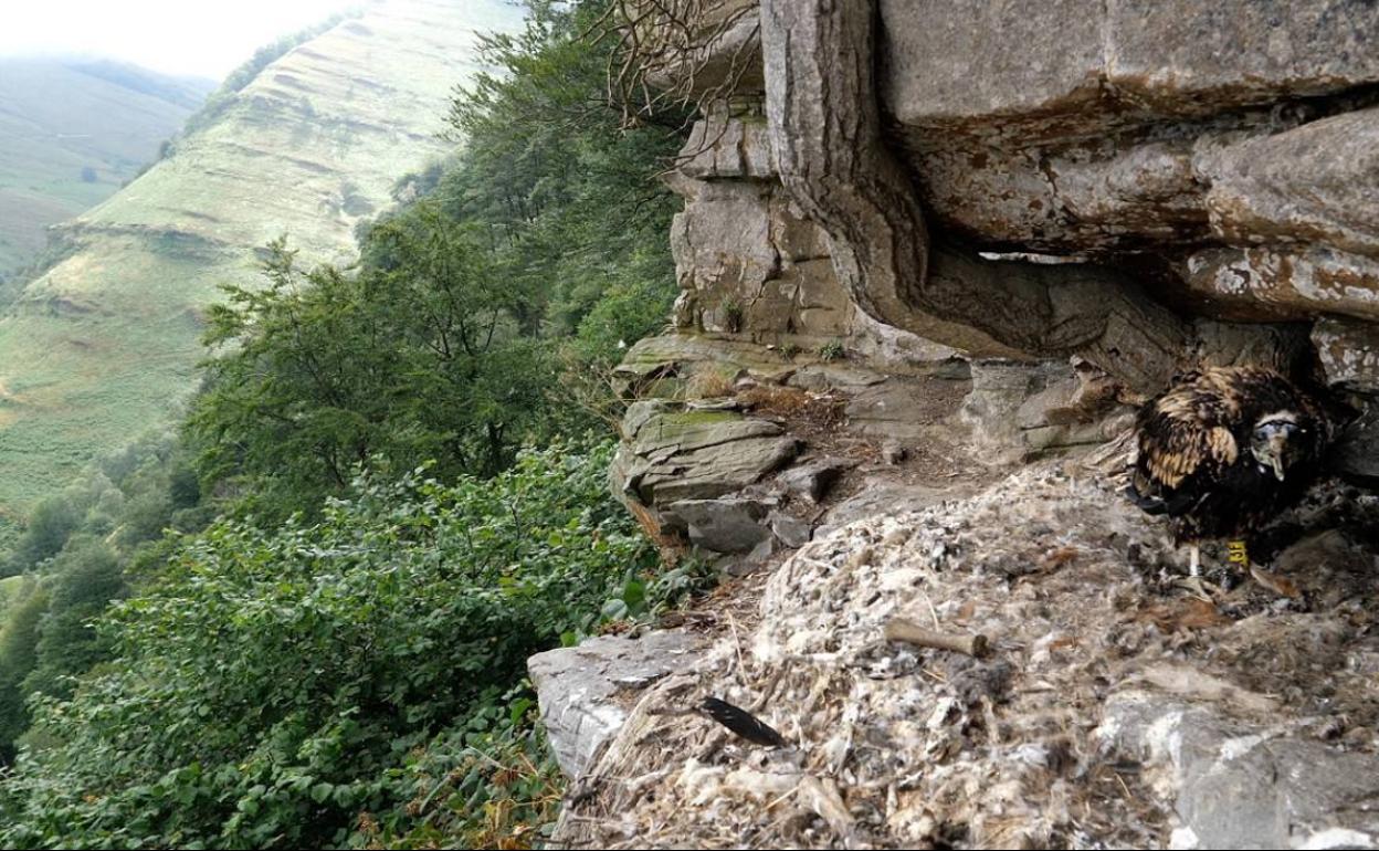 Nido de alimoche en una zona rocosa. 