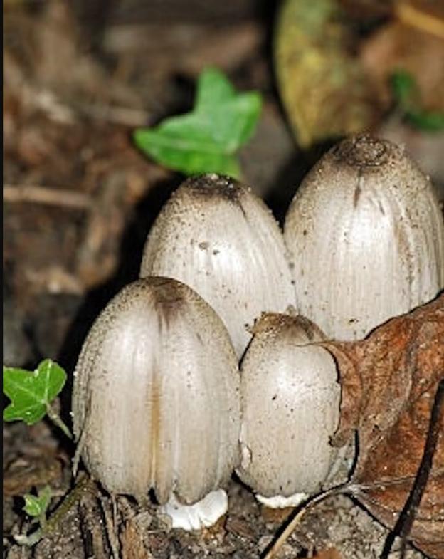 El Coprinus atramentarius puede confundirse fácilmente con el chipirón de monte (Coprinus comatus) 