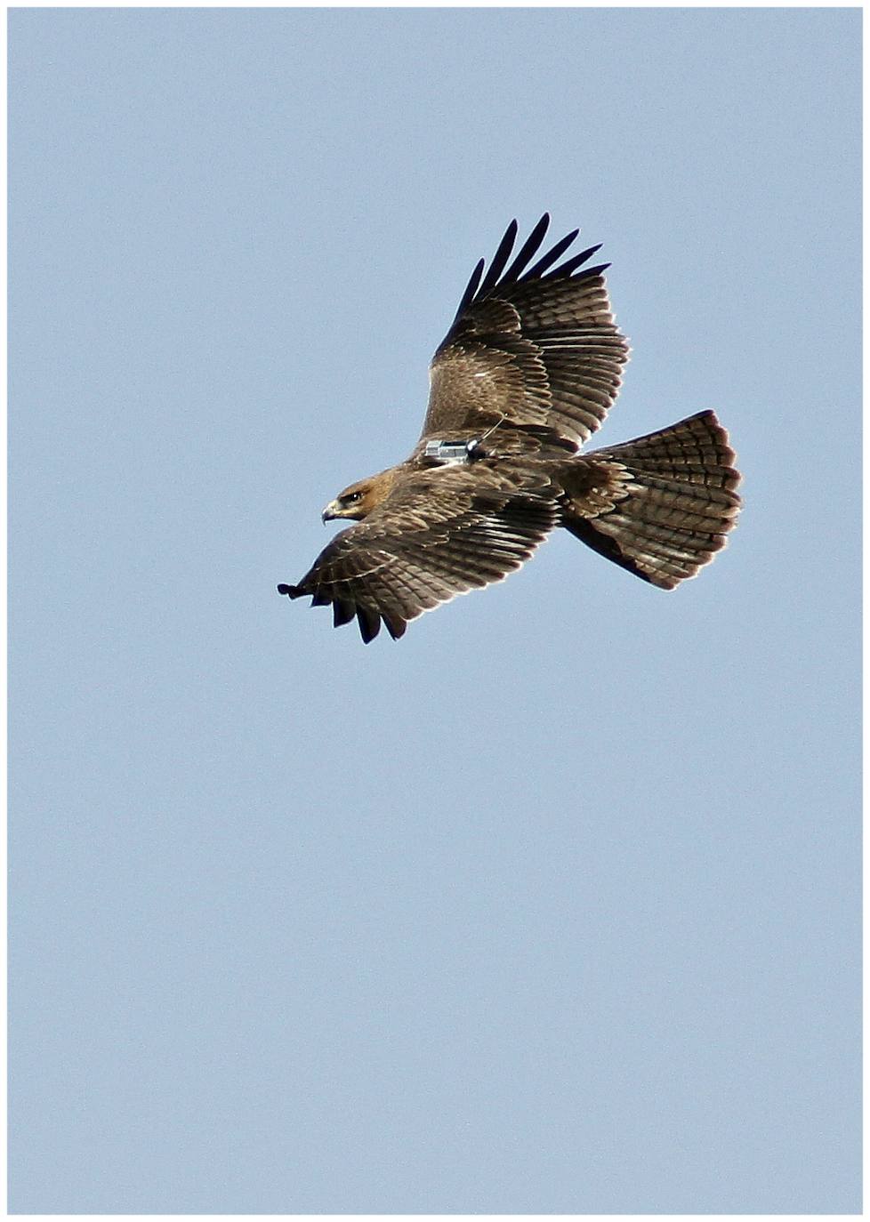 Fotos: Rapaces que vuelan con un GPS a cuestas