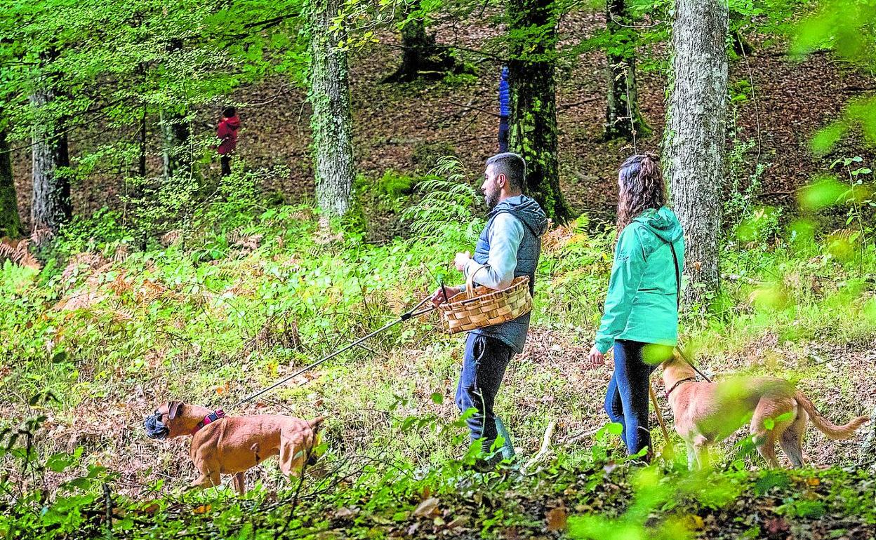 Una pareja busca setas en el monte en el entorno de Murgia, en Álava. 