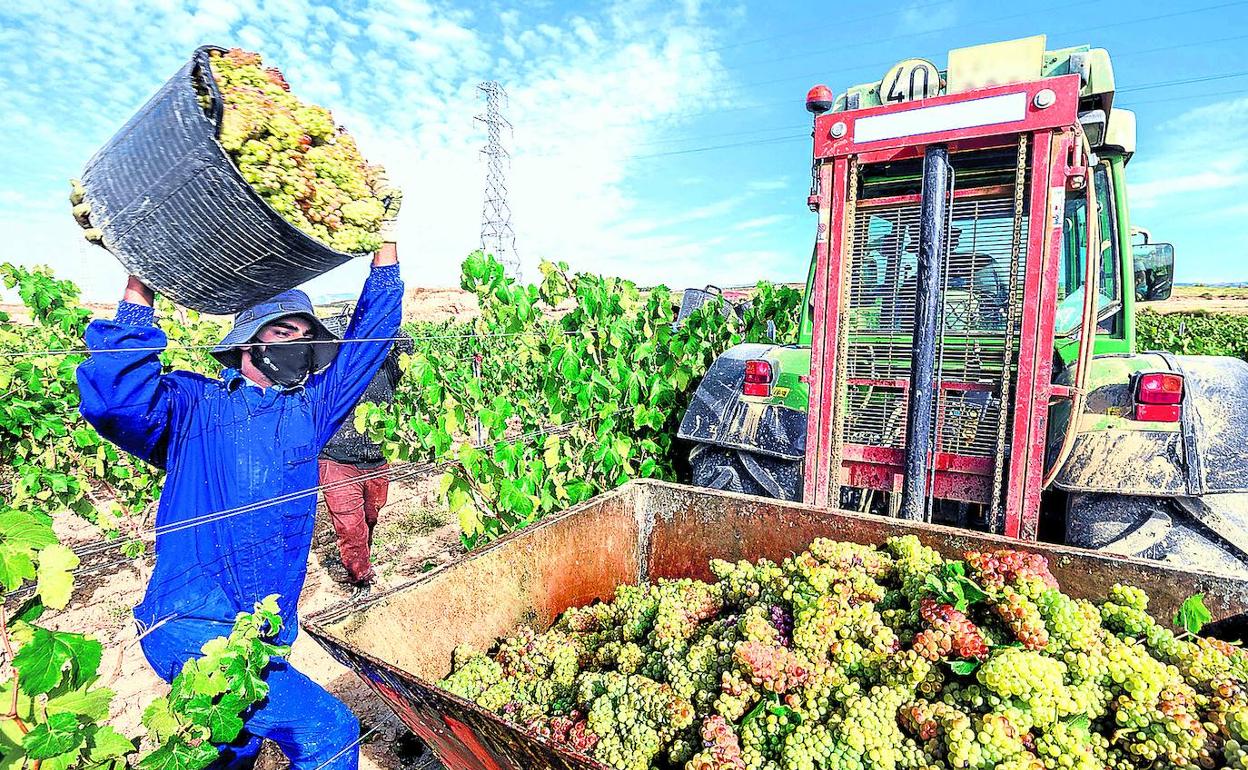 La vendimia concluyó la pasada semana en Rioja Alavesa aún aún no hay datos sobre recolección. 