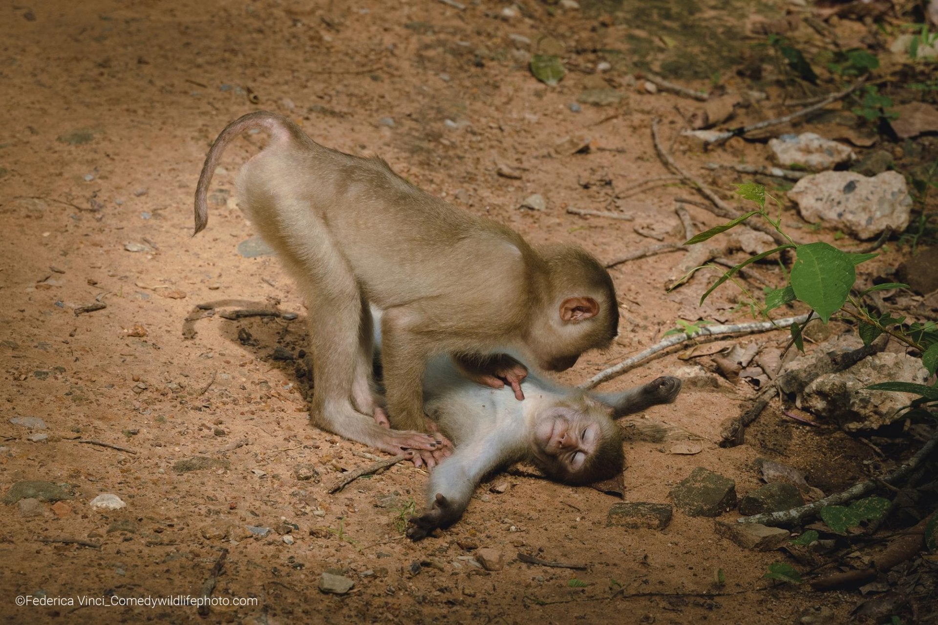 Fotos: Las fotos más divertidas del mundo animal