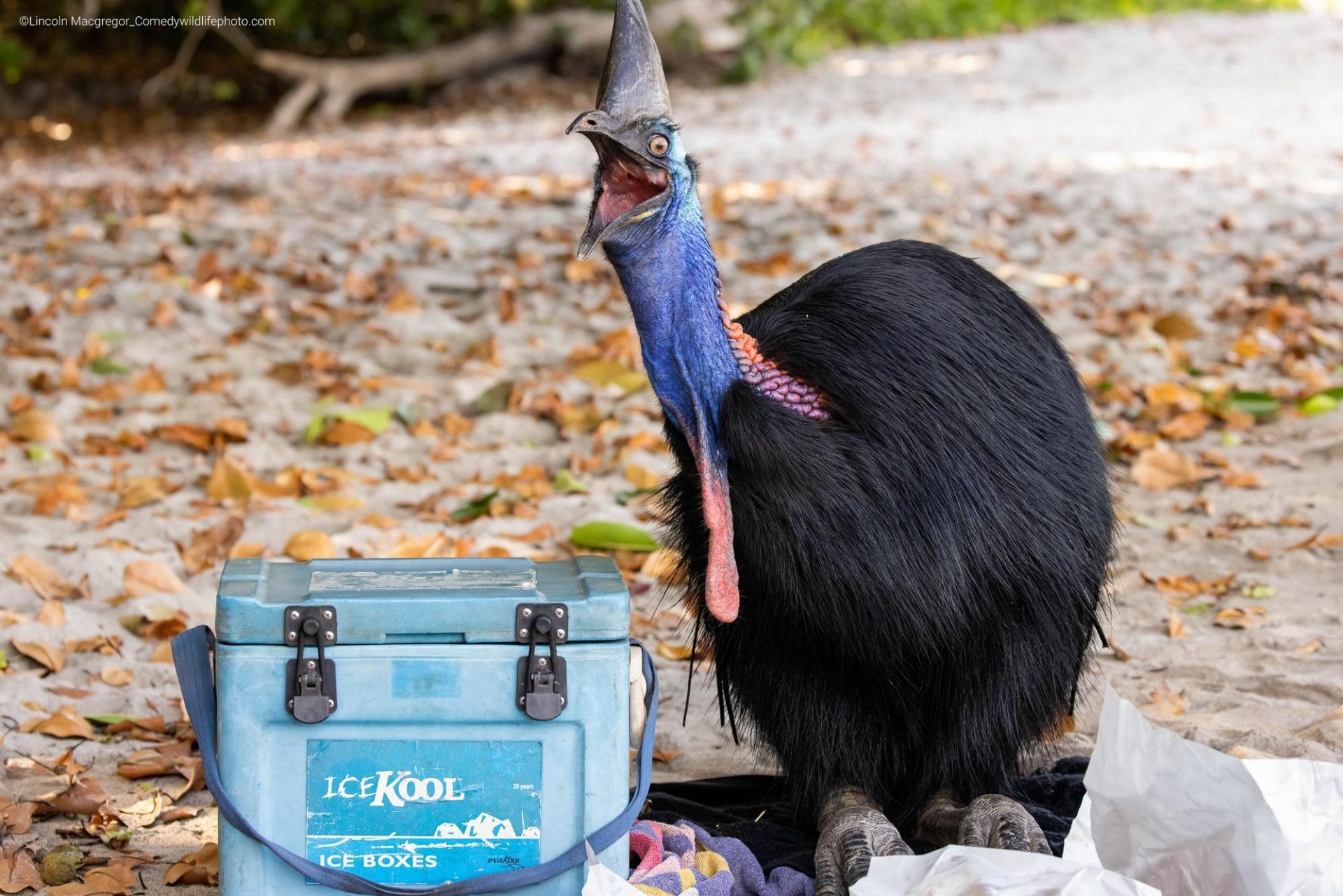 Fotos: Las fotos más divertidas del mundo animal