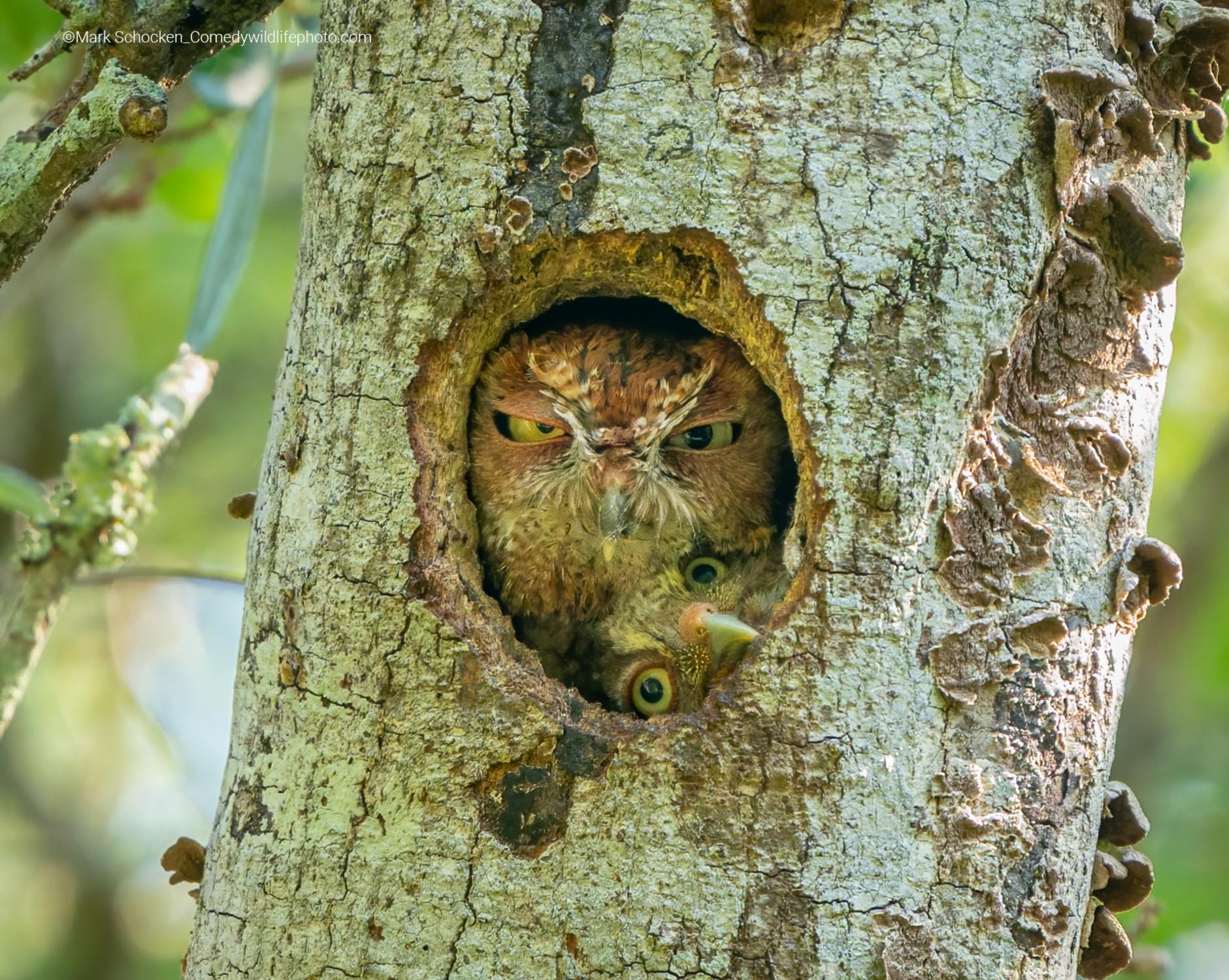 Fotos: Las fotos más divertidas del mundo animal
