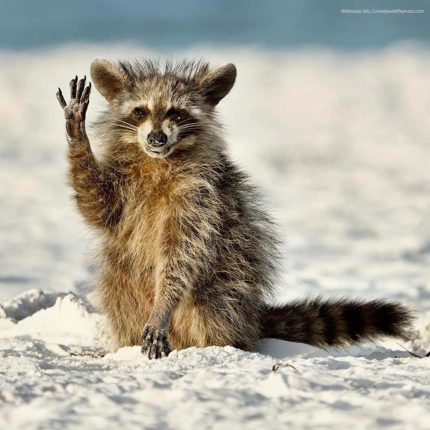 Fotos: Las fotos más divertidas del mundo animal