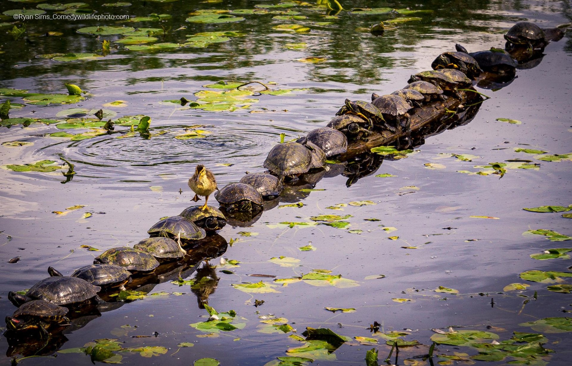 Fotos: Las fotos más divertidas del mundo animal