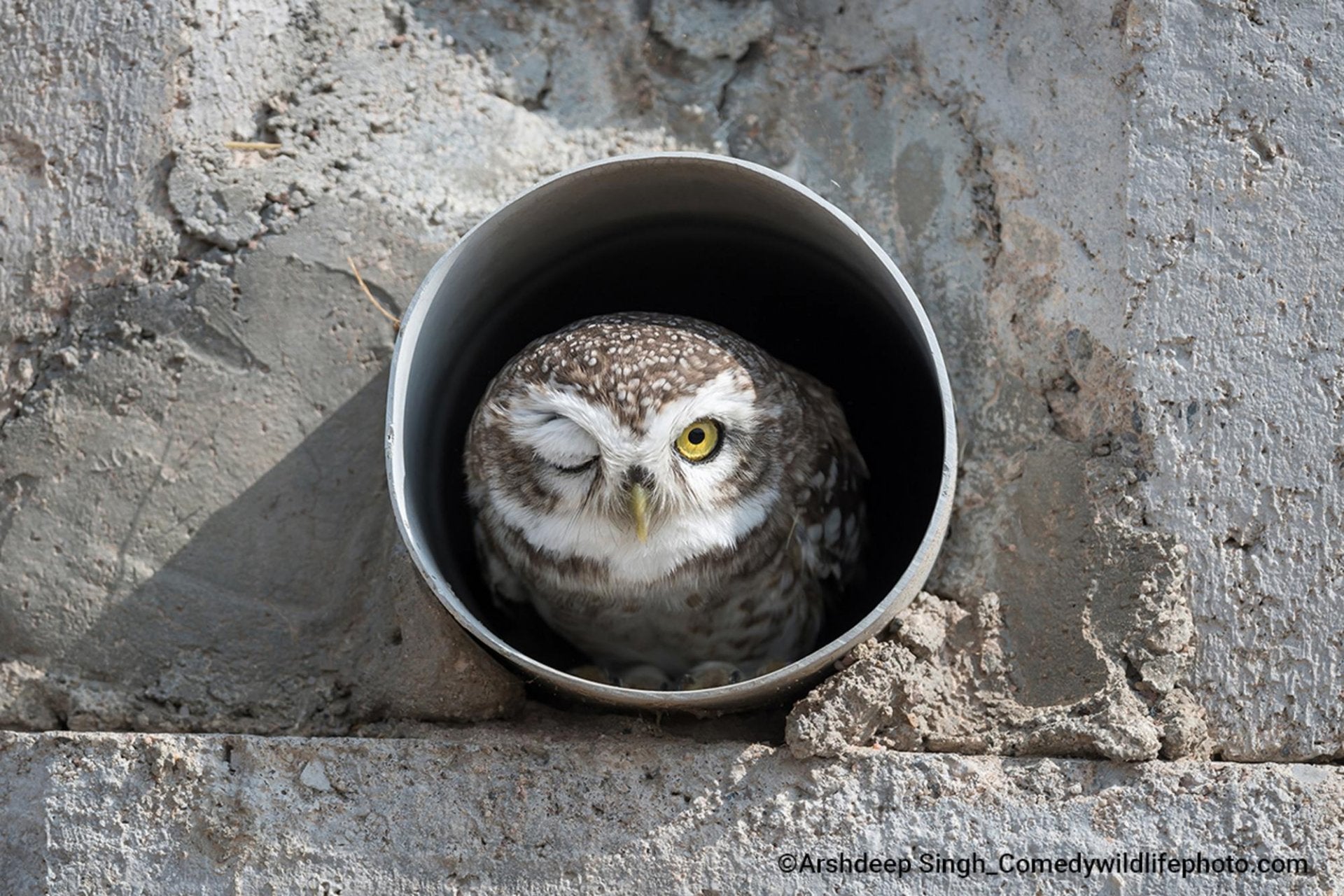 Fotos: Las fotos más divertidas del mundo animal