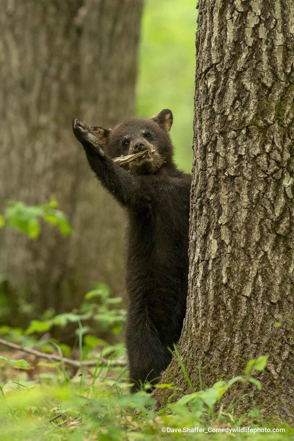 Fotos: Las fotos más divertidas del mundo animal