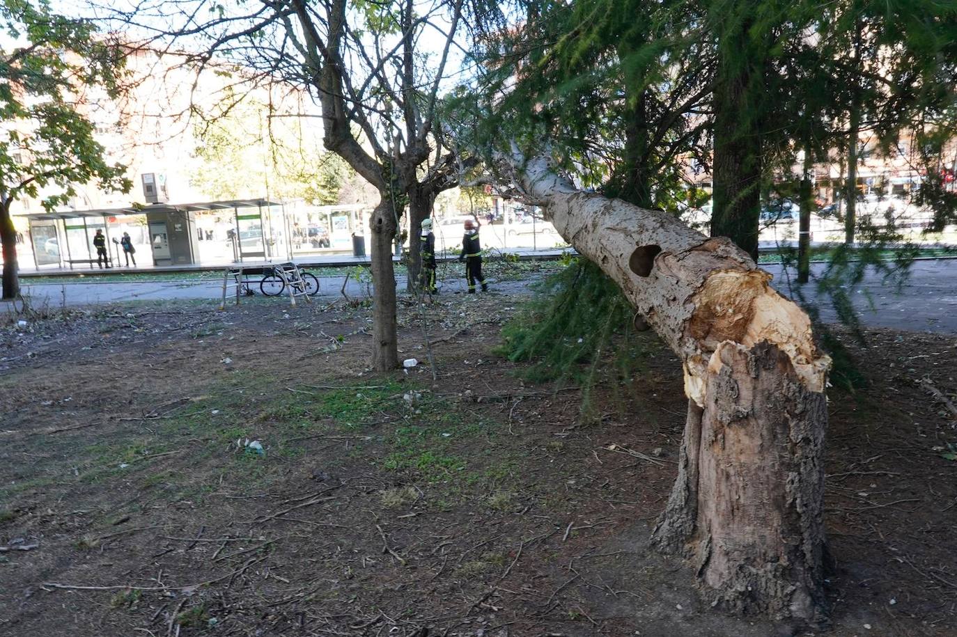 Fotos: Fuertes rachas de viento azotan Vitoria