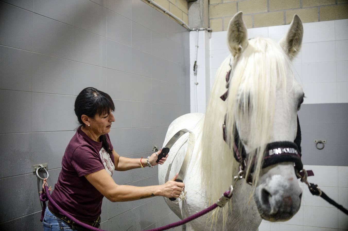 Fotos: Un &#039;spa&#039; para caballos en Euskadi