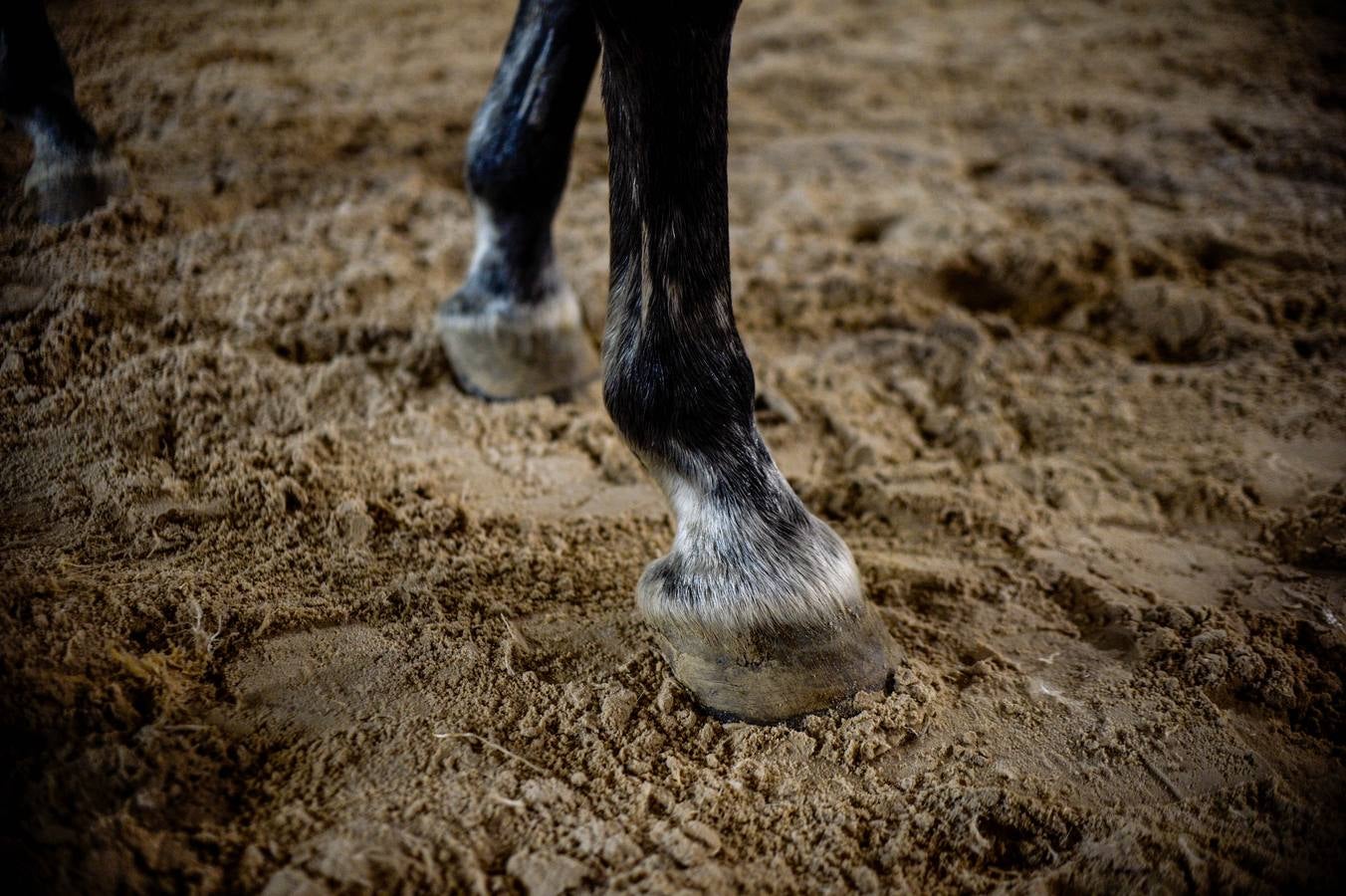 Fotos: Un &#039;spa&#039; para caballos en Euskadi