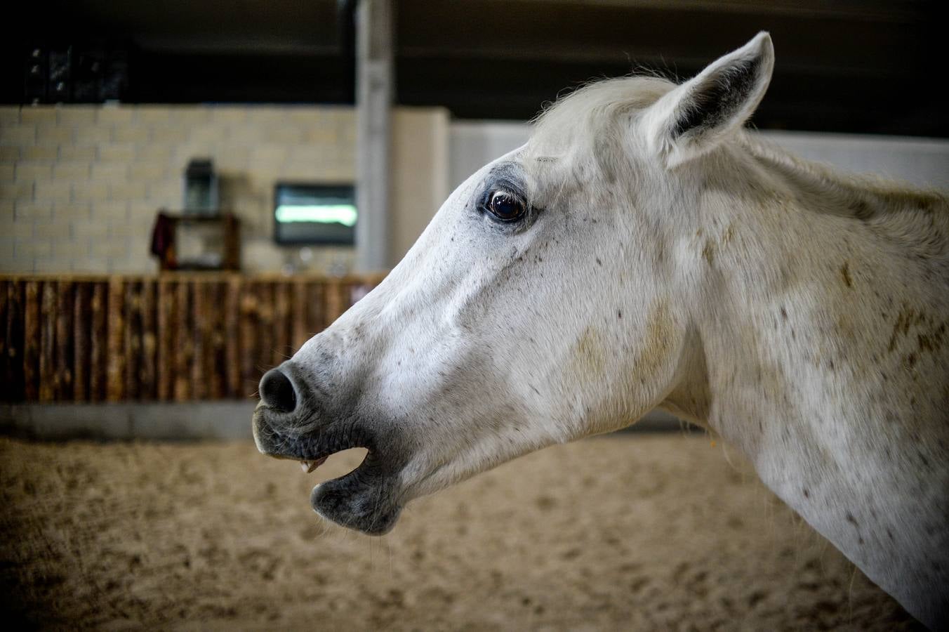 Fotos: Un &#039;spa&#039; para caballos en Euskadi