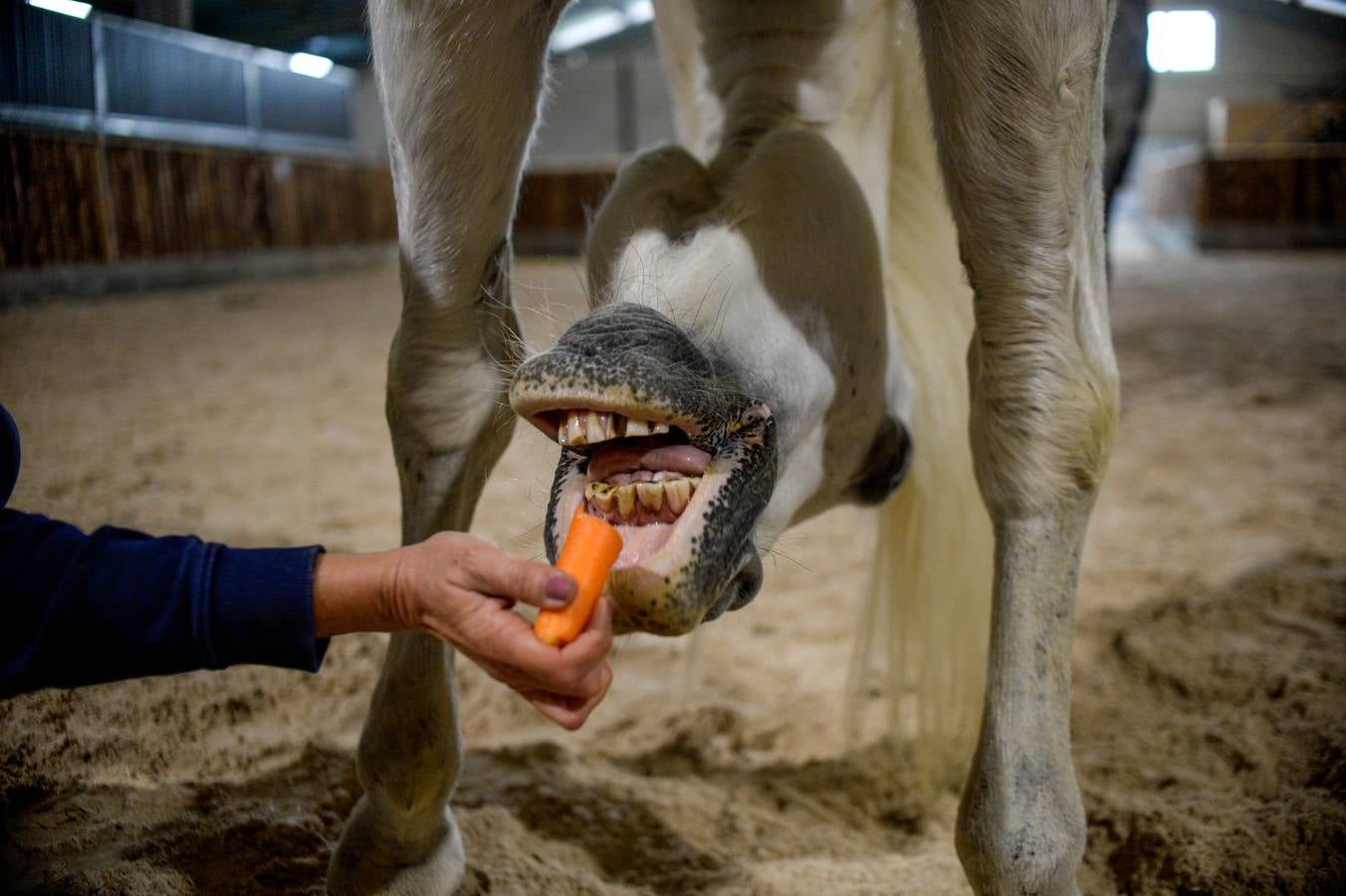 Fotos: Un &#039;spa&#039; para caballos en Euskadi