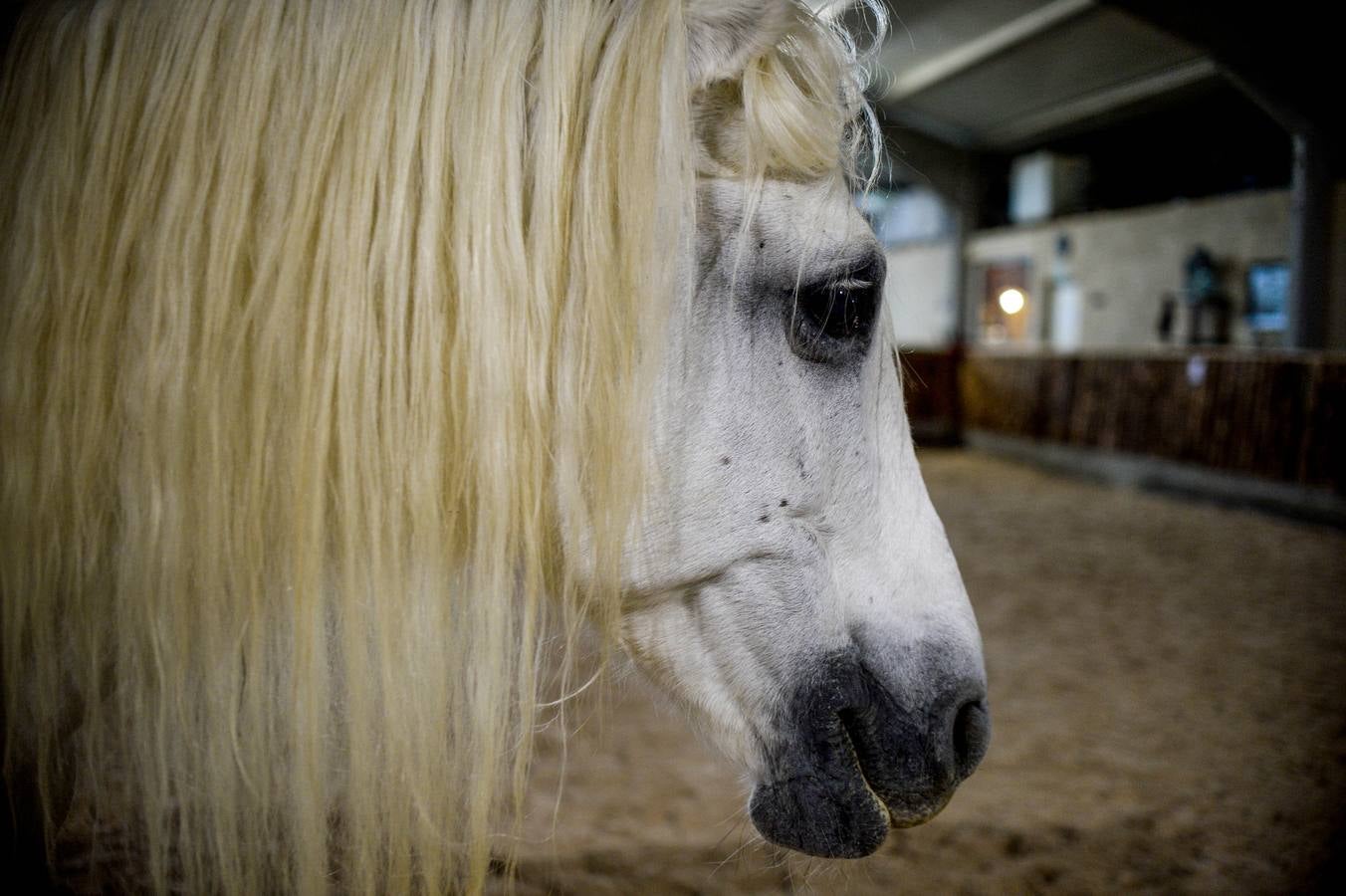 Fotos: Un &#039;spa&#039; para caballos en Euskadi