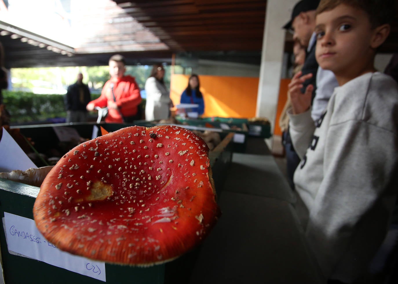 Fotos: Feria micológica en Galdakao