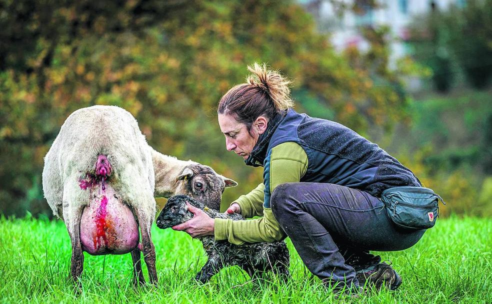 La pastora asiste al parto de una de sus ovejas, la 01908, en un prado frente a sus cuadras.