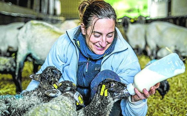 Maider alimenta a tres de sus corderos, con pocas horas de vida.