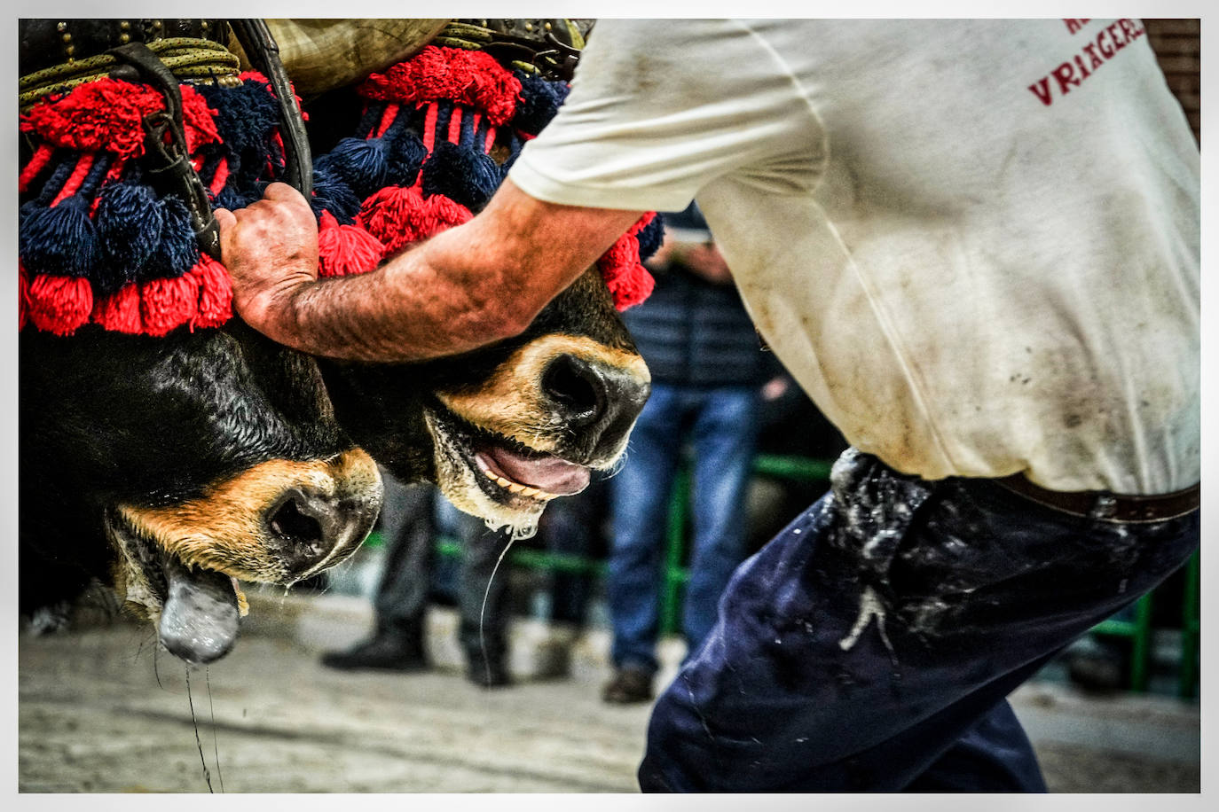 Fotos: Arrastre de bueyes en Mallabia