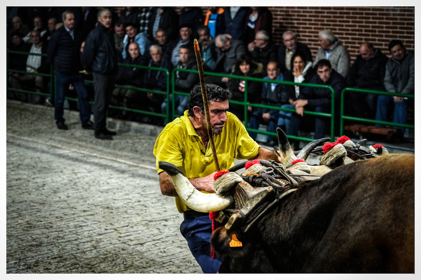 Fotos: Arrastre de bueyes en Mallabia