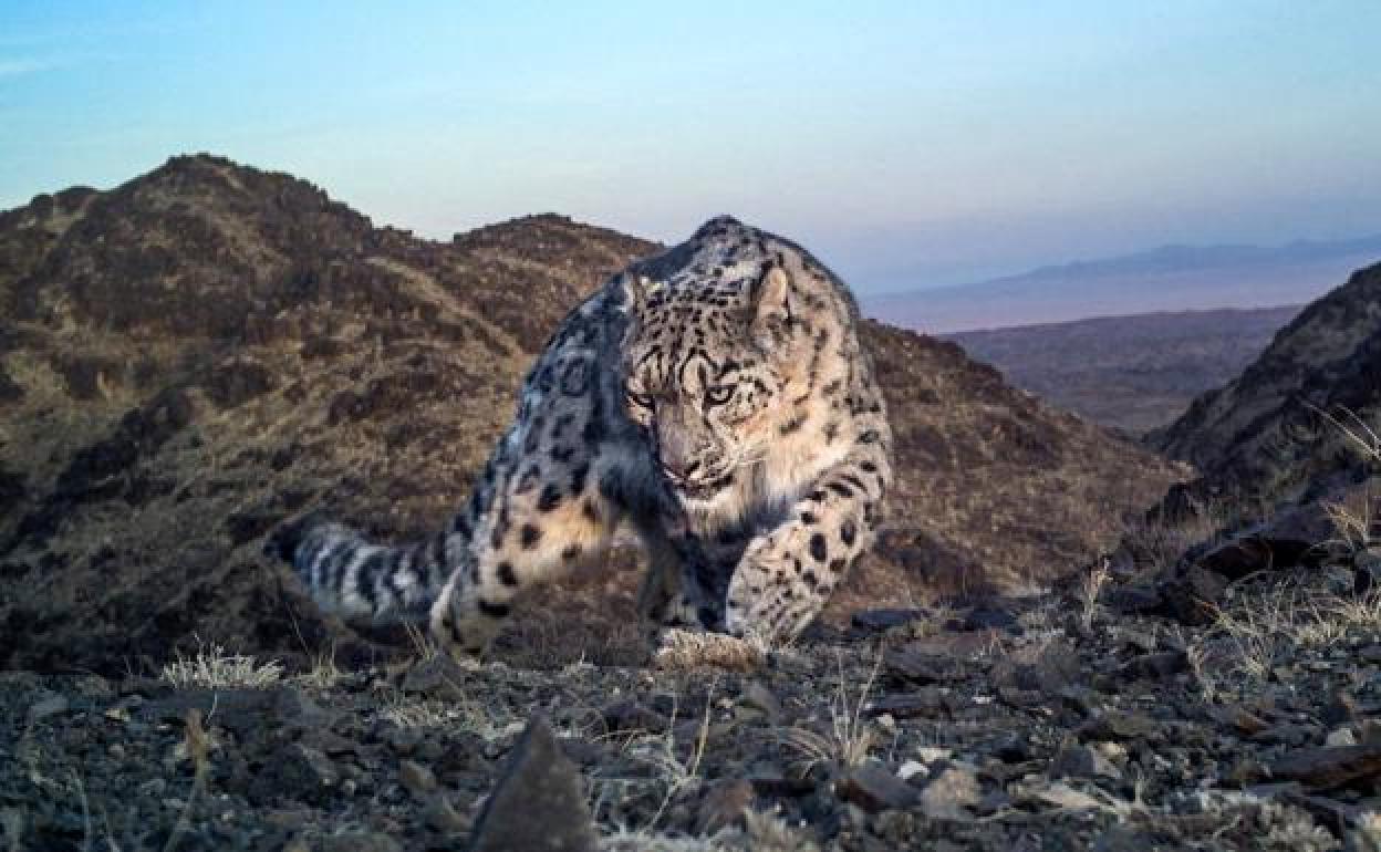Uno de los raros ejemplares de leopardo de las nieves. 