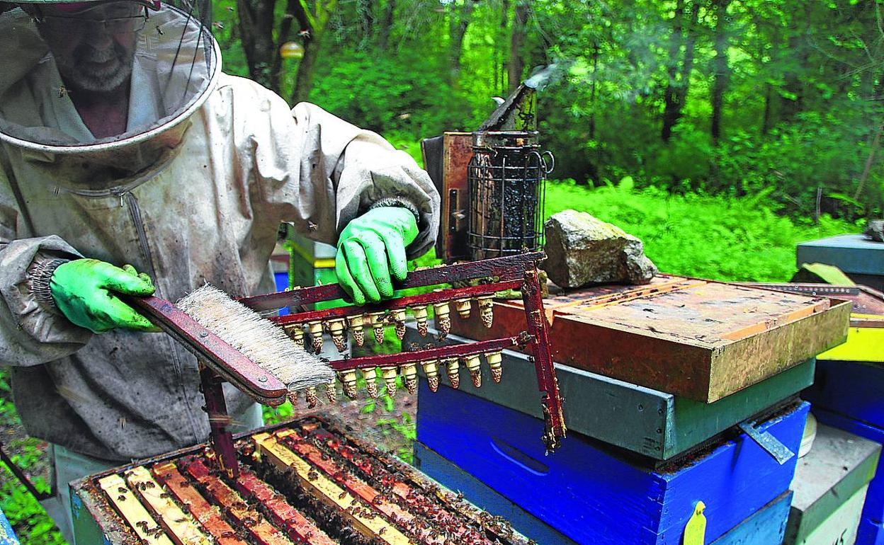 Javier Larrinaga, cuidando de sus paneles en Urdaibai, en una imagen de archivo. 