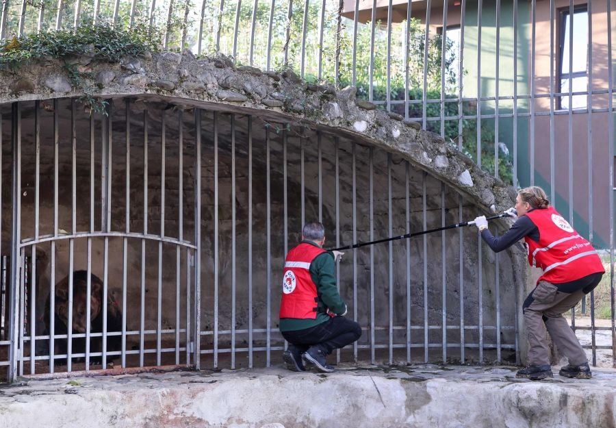 Fotos: El oso Mark recupera su libertad tras veinte años