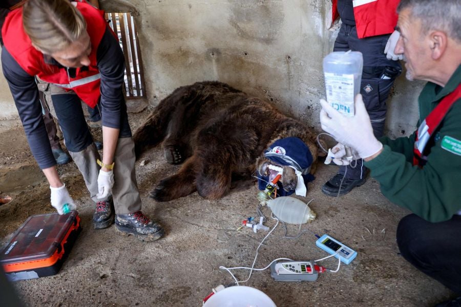Fotos: El oso Mark recupera su libertad tras veinte años