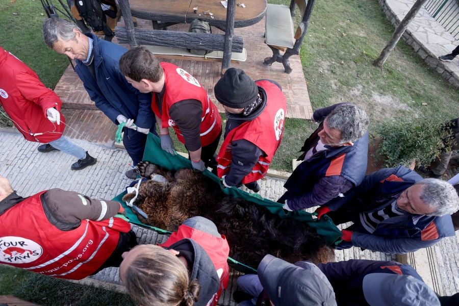 Fotos: El oso Mark recupera su libertad tras veinte años