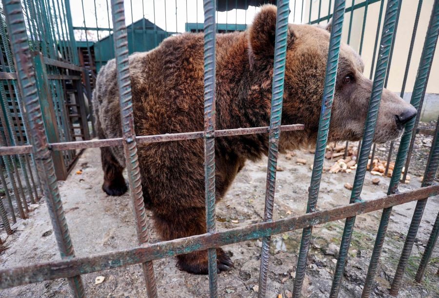 Fotos: El oso Mark recupera su libertad tras veinte años