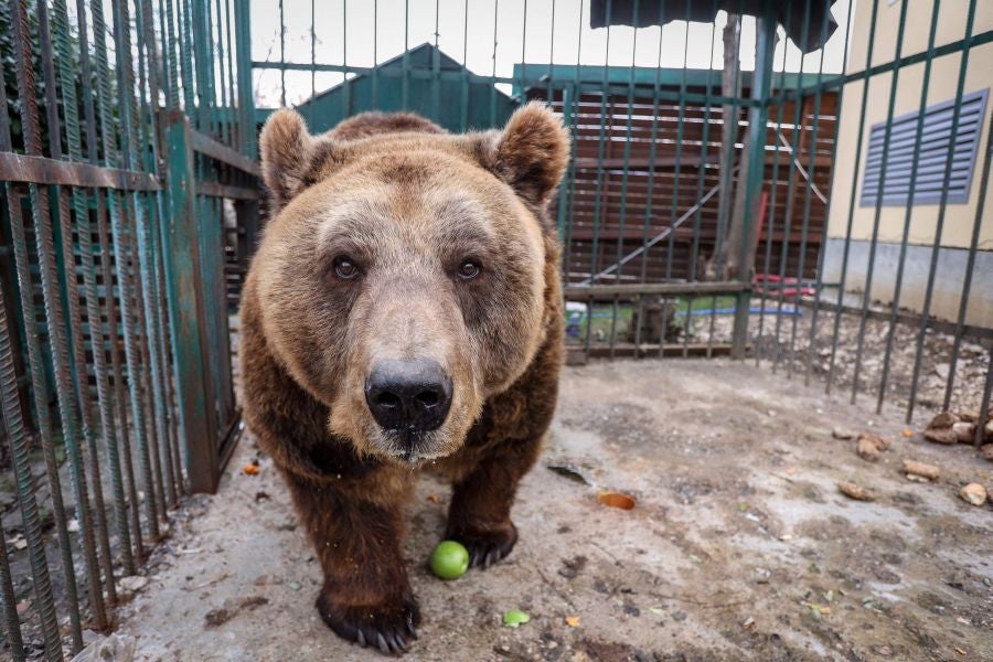Fotos: El oso Mark recupera su libertad tras veinte años