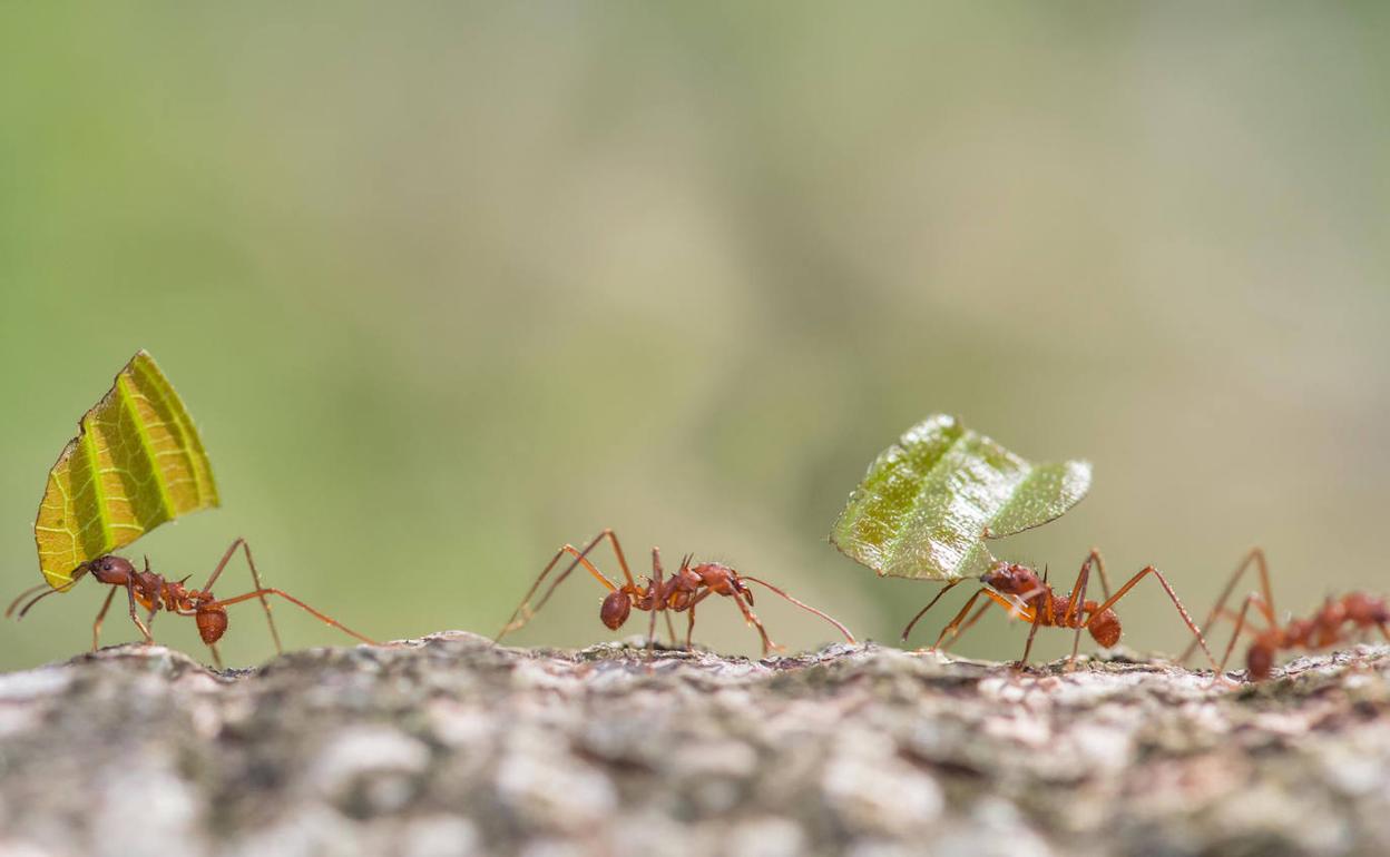 Las hormigas sufren un fenómeno conocido como 'espiral de la muerte' que recuerda a Vitoria.