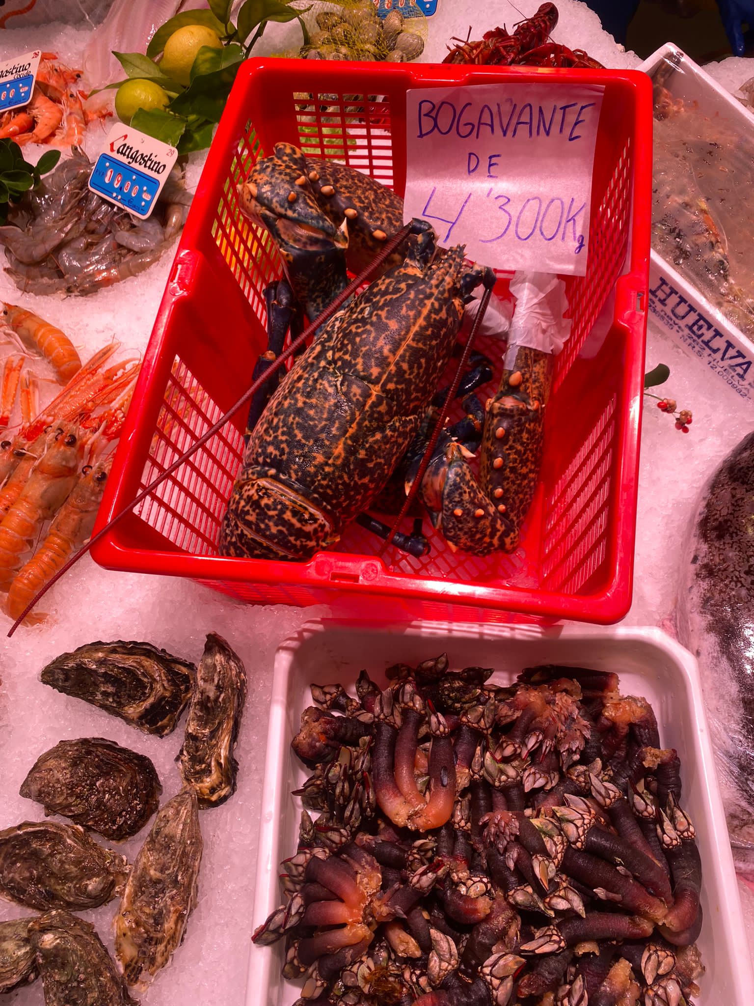 El bogavante gigante en la cesta en la que se ha exhibido en la Pescadería Félix.