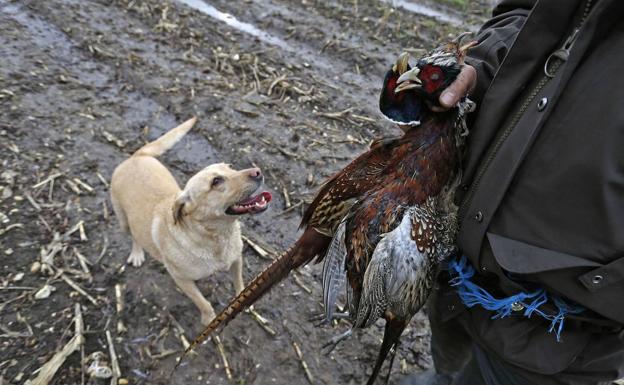 El PSOE se une a la derecha y excluye a los perros de caza de la ley de bienestar animal