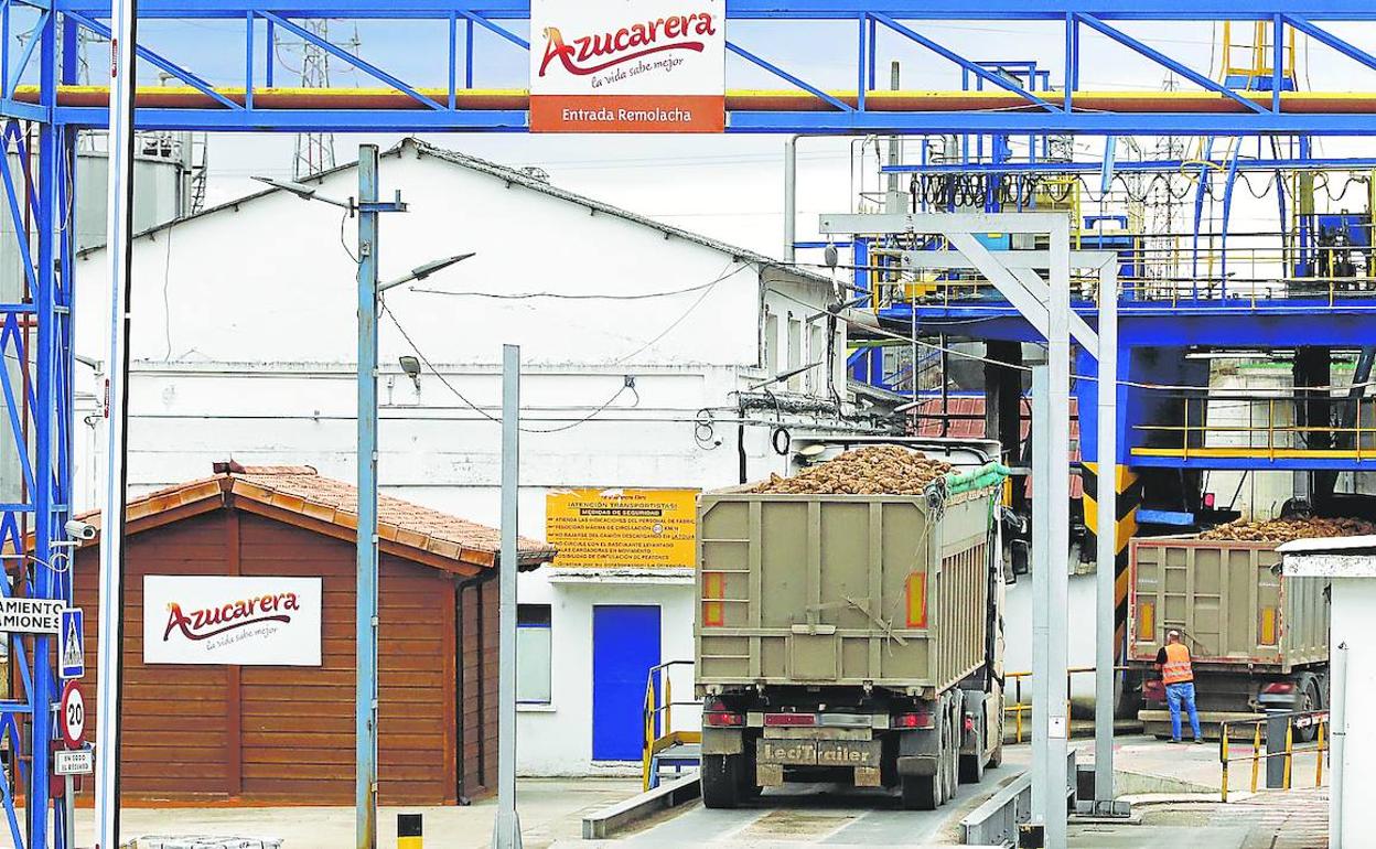 La planta ayer seguía recibiendo y pesando camiones cargados con remolacha. 