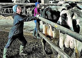 Explotación ganadera en Euskadi