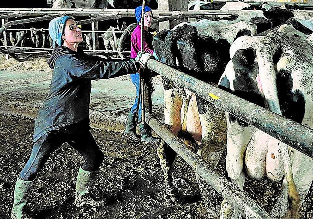 Explotación ganadera en Euskadi