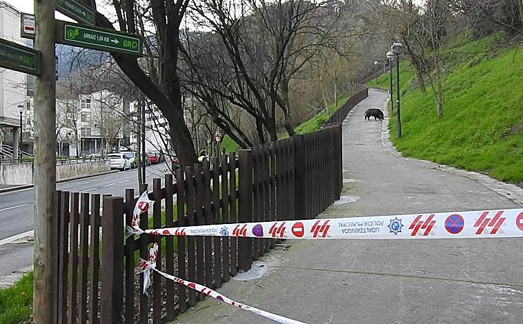 Imagen principal - El jabalí ha llegado hasta la calzada.