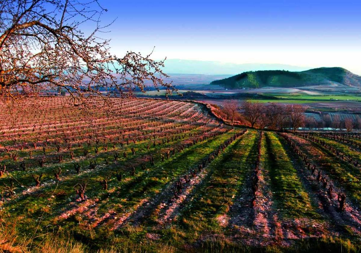 Cinco bodegas de Rioja Alavesa, en el podio del gurú del vino Tim Atkin