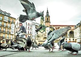 Vitoria lucha contra la sobrepoblación de palomas hasta con señales