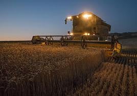 Máquina cosechadora trabajando en una finca de trigo de Álava.