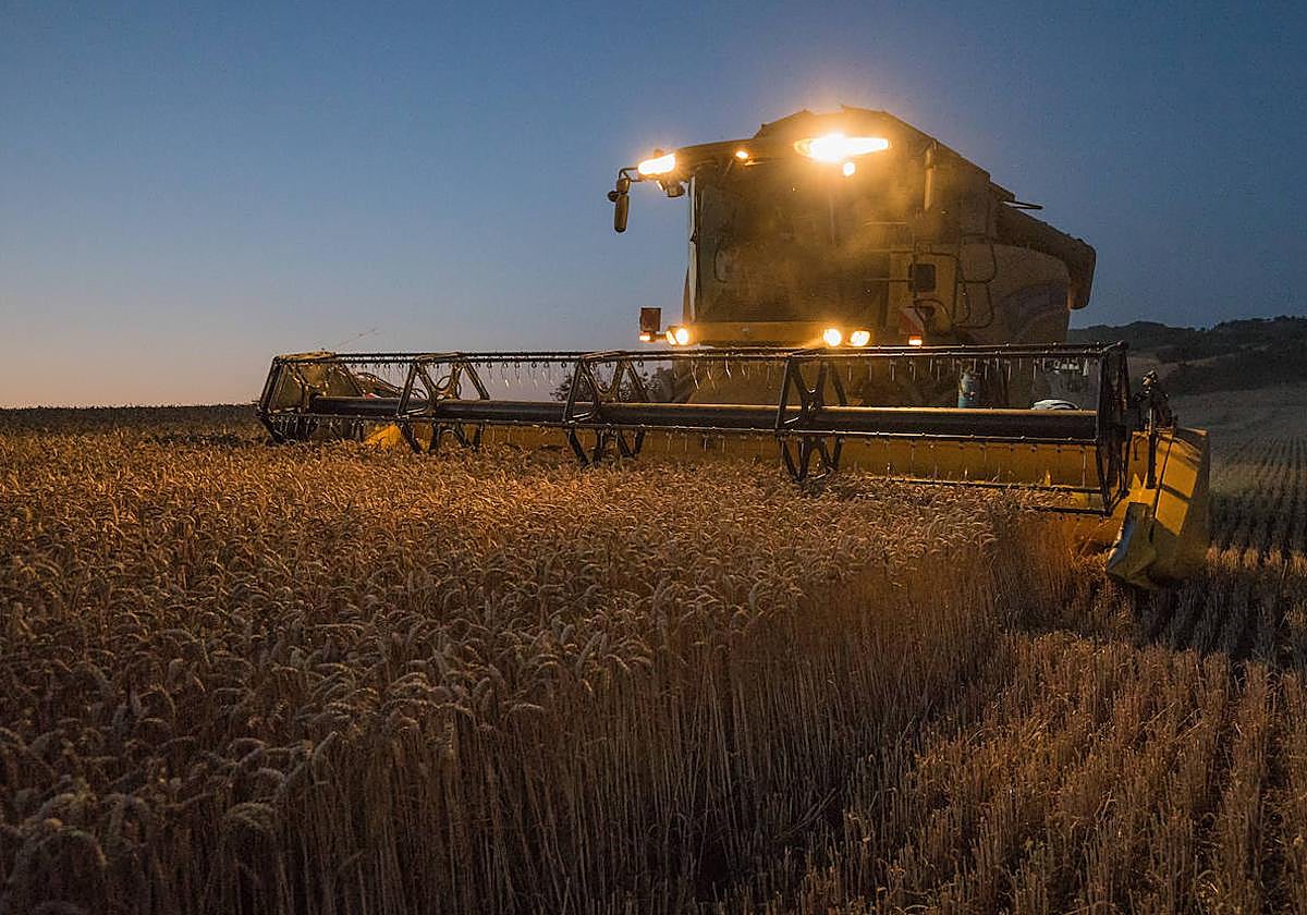 Máquina cosechadora trabajando en una finca de trigo de Álava.