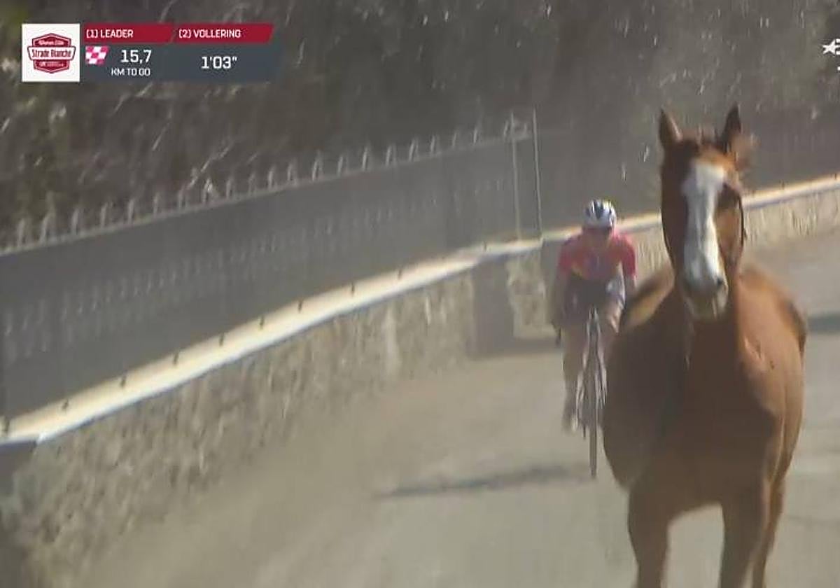 Imagen curiosa del animal delante de una ciclista participante, en la Toscana.