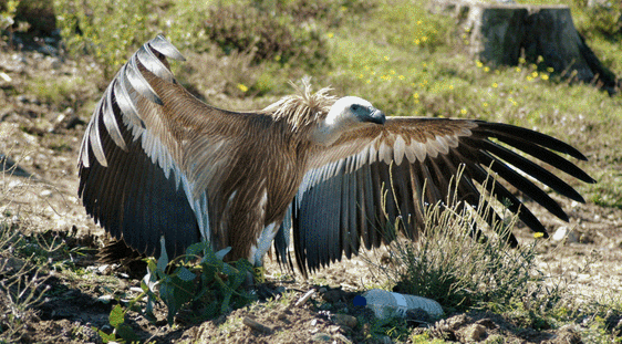 La afición por la observación de aves va muchas veces ligada a la fotografía de naturaleza.