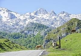 ¿Zonas de Bajas Emisiones en el monte? La última idea que amenaza a los coches más antiguos