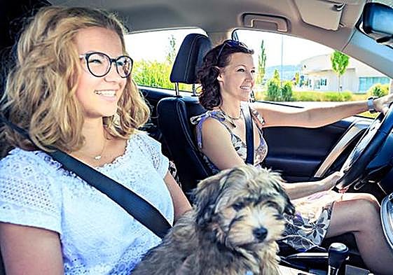 El nuevo sistema para llevar al perro en el coche sin que te multen