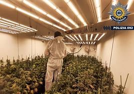 Interior de la nave donde se ocultaban 380 plantas de marihuana.