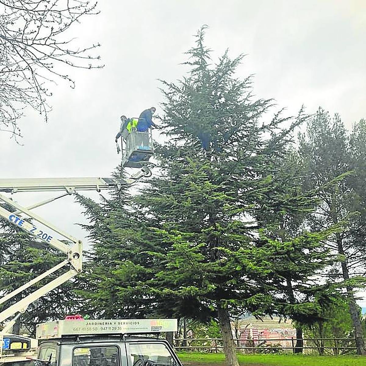 Durante varias jornadas emplearon una grúa para retirar los nidos.