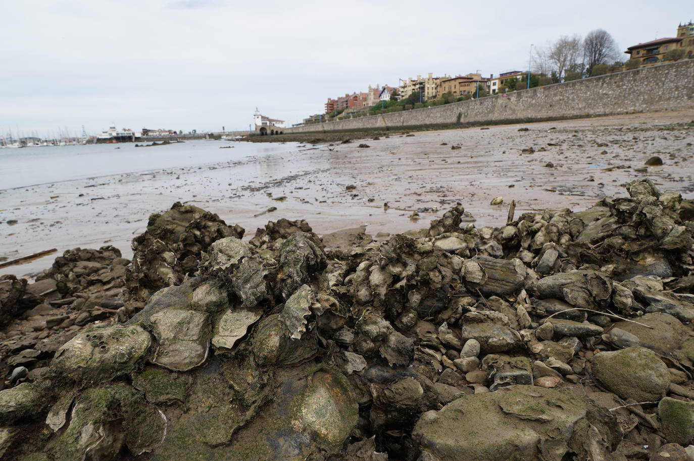 Muchas rocas han salido a la superficie con la bajada de la marea. En la imagen, la playa de la Bola, con el Puerto Deportivo al fondo. MANU CECILIO