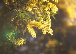 El intenso color amarillo de su floración es la nora más llamativa de la mimosa.