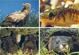 Los animales de Bizkaia que obligan a desviar millonarios proyectos de tren y carreteras